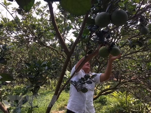 Vietnam acelera aplicación tecnológica en la agricultura ảnh 1