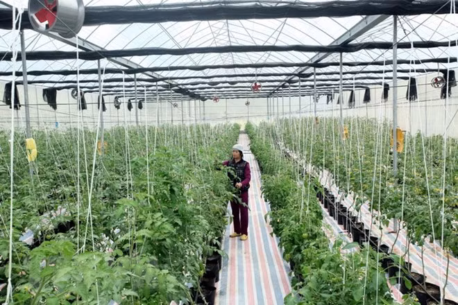 Jóvenes taiwaneses buscan oportunidad de cooperación agrícola en Vietnam ảnh 1