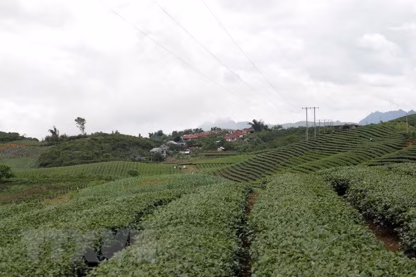 En alza exportación vietnamita de té a mercados extranjeros ảnh 1