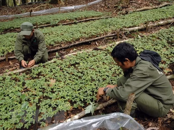  Ampliarán en Vietnam plantación del ginseng Ngoc Linh ảnh 1