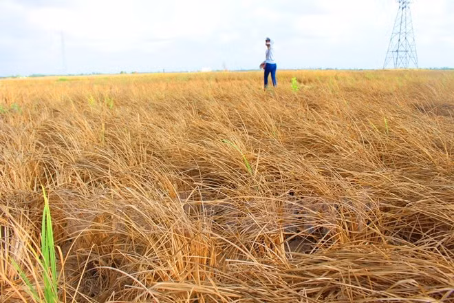 Budistas apoyan a víctimas de sequía en Ninh Thuan ảnh 1