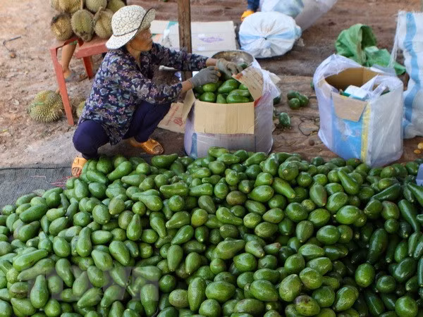 Promueve Vietnam exportación de sus aguacates a Estados Unidos ảnh 1