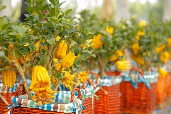 Vietnam posee gran potencial para la exportación de plantas ornamentales ảnh 1