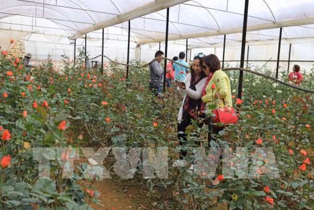 Aumenta llegada de turistas a ciudad altiplánica vietnamita de Da Lat ảnh 1