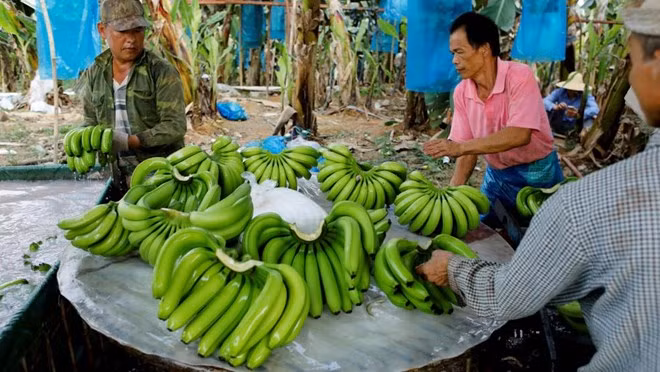 El plátano, producto de exportación principal de Laos en 2019 ảnh 1