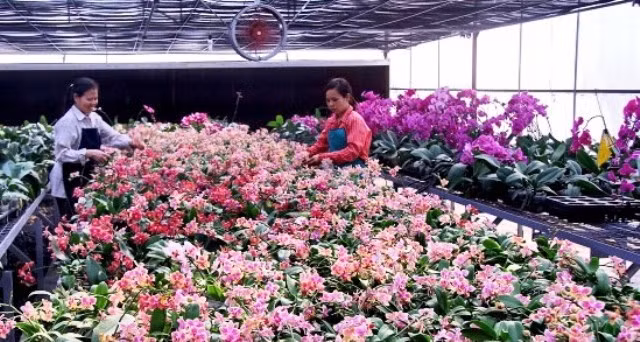 Floricultores de Hanoi aplican alta tecnología para aumentar ingresos ảnh 2