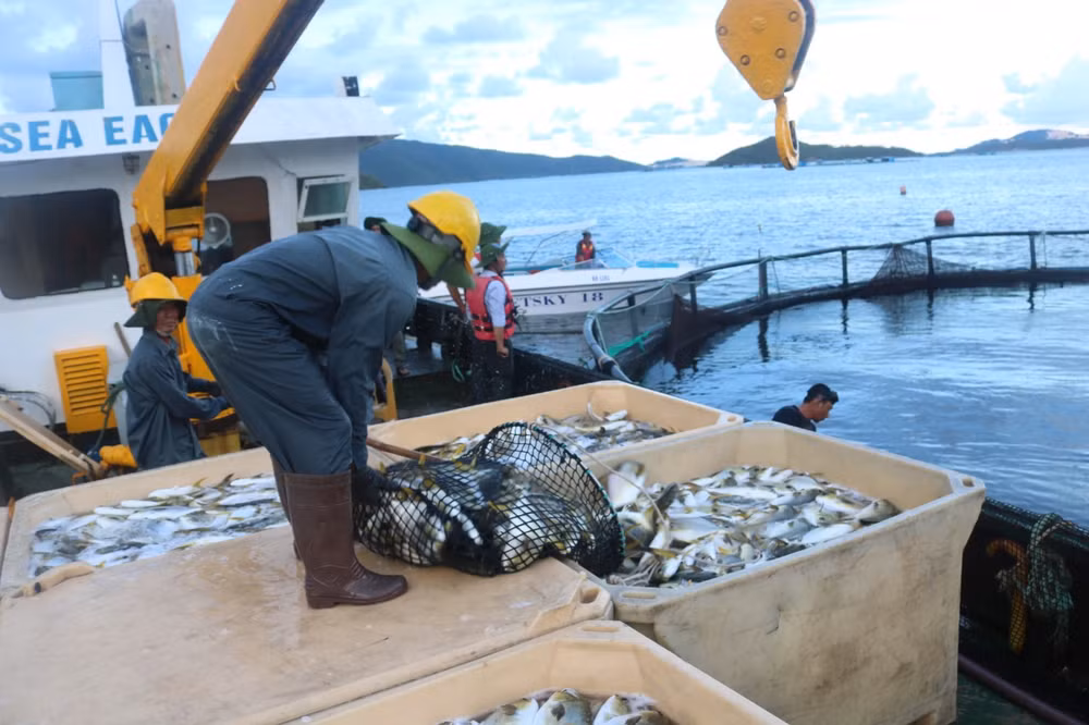 Vietnam fortalece inspección de actividades en puertos pesqueros ảnh 2