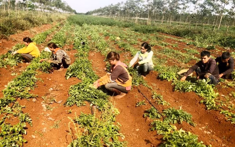 Promueven hierbas medicinales vietnamitas en mercado global ảnh 2