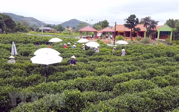 Promueven turismo comunitario asociado a cultura del té en provincia vietnamita ảnh 1