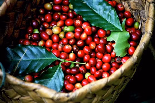 Provincia vietnamita de Gia Lai desarrollará marca de café robusta ảnh 2