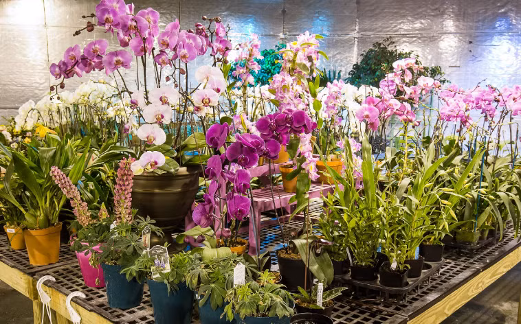 Floricultores de Hanoi aplican alta tecnología para aumentar ingresos ảnh 1