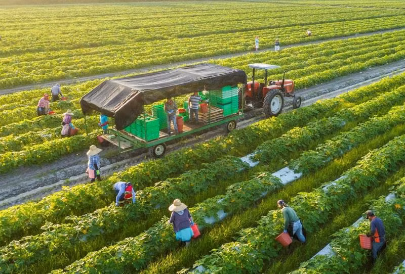 Desarrollan agricultura circular para promover exportaciones sostenibles en Vietnam ảnh 2