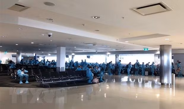 Regresan 350 vietnamitas desde Australia y Nueva Zelanda ảnh 1