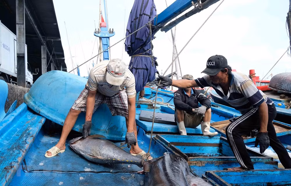 ASEAN Today destaca esfuerzos de Vietnam en la lucha contra la pesca ilegal ảnh 1