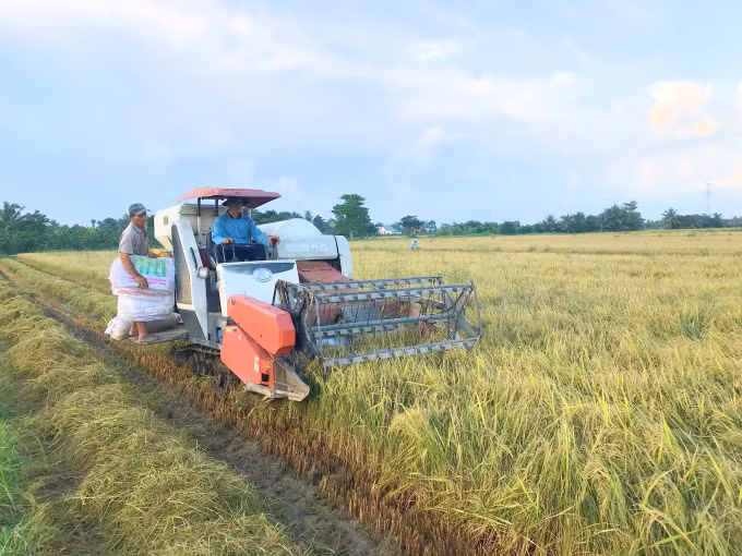 Provincia vietnamita de Vinh Long por aumentar 36 por ciento su ingreso presupuestario ảnh 1