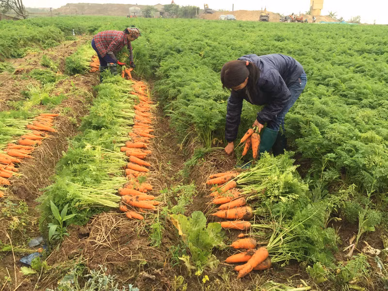 Provincia vietnamita de Bac Ninh moviliza capitales asistenciales a agricultores ảnh 1 Provincia vietnamita de Bac Ninh moviliza capitales asistenciales a agricultores ảnh 1