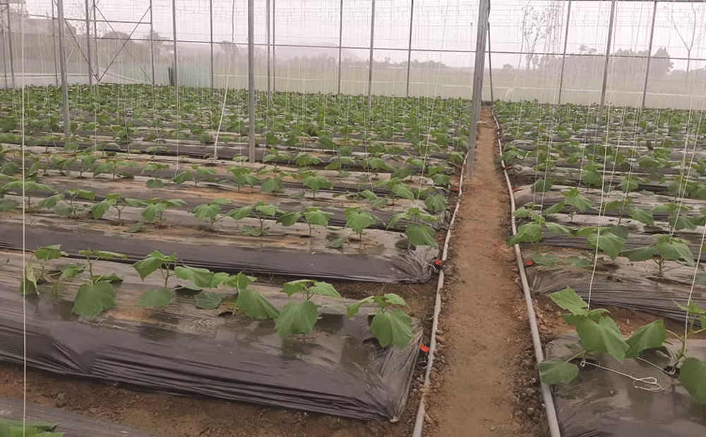 Provincia vietnamita de Vinh Phuc promueve agricultura con altas tecnologías ảnh 1