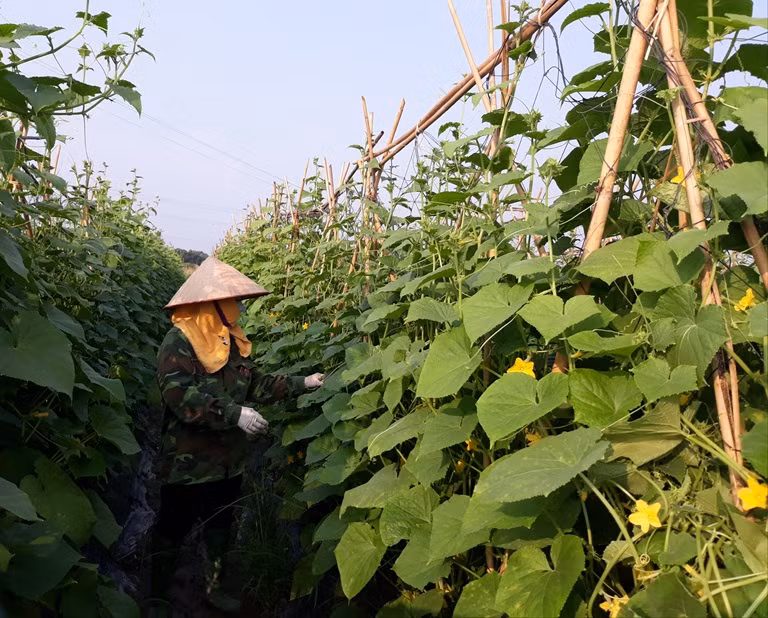 Sector agrícola aporta significativamente al crecimiento de la provincia de Vinh Phuc ảnh 1