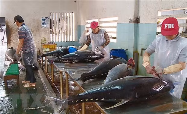 Exportaciones de atún de Vietnam a Italia registraron aumento de 8,5 por ciento en septiembre ảnh 1