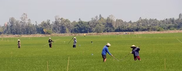 Provincia de Kien Giang se concentra en productos agrícolas ảnh 1 Provincia de Kien Giang se concentra en productos agrícolas ảnh 1