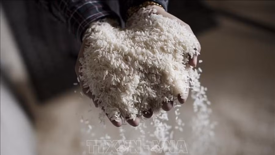 Provincia vietnamita apoya con mil 300 toneladas de arroz a los afectados por sequía ảnh 1