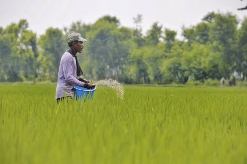 Indonesia por ampliar terrenos para el cultivo de arroz ảnh 1