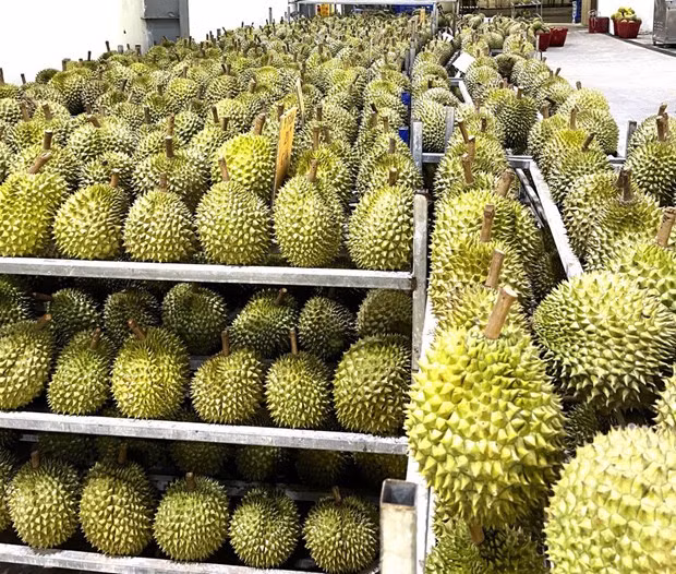 Economía de Vietnam se recupera con fuerza tras pandemia ảnh 1