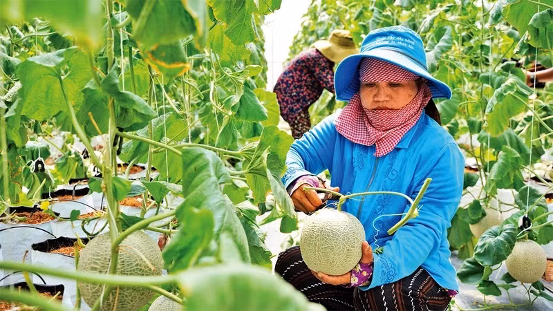 Ciudad Ho Chi Minh por construir una agricultura urbana sostenible ảnh 2
