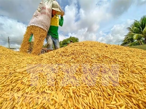 Proponen a países de ASEAN priorizar exportaciones de arroz intrabloque ảnh 1