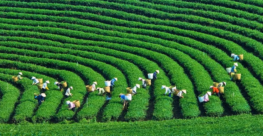 Producción verde: tendencia inevitable para empresas vietnamitas ảnh 1