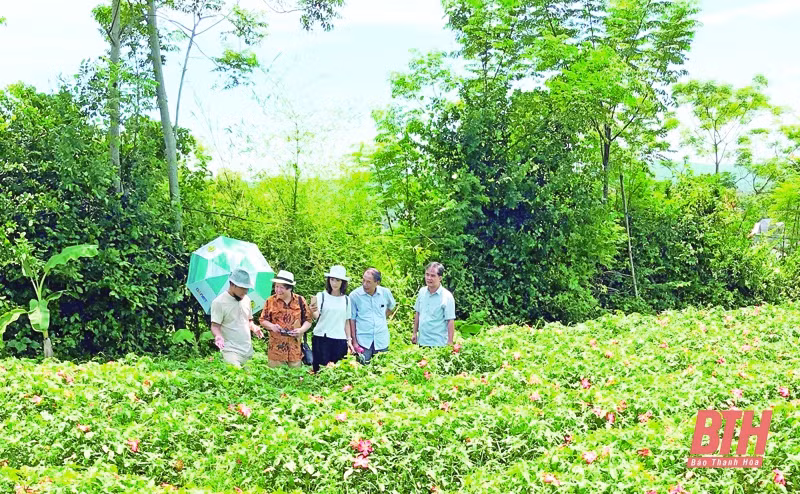 Provincia vietnamita de Thanh Hoa busca desarrollar productos agrícolas ảnh 1