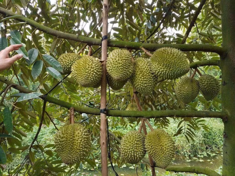 Provincia de Dong Nai se enfoca en construir áreas rurales de nuevo estilo ảnh 3