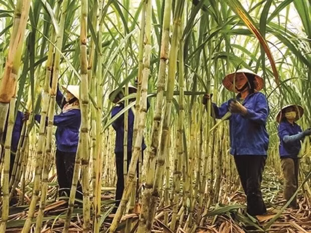Industria azucarera de Vietnam apunta a restaurar producción de caña ảnh 1