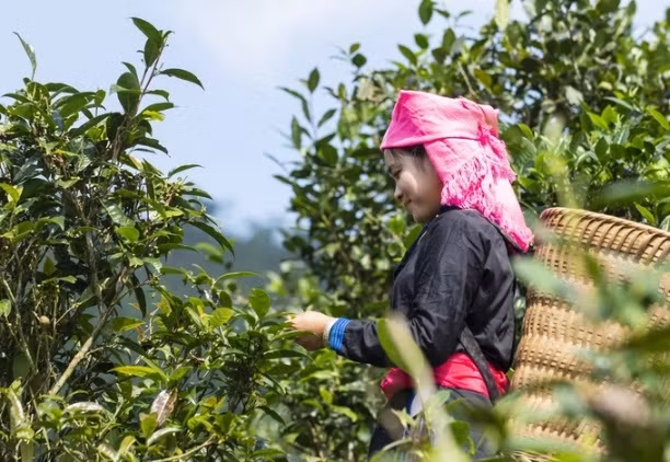Localidad vietnamita promueve exportación del té orgánico Shan Tuyet ảnh 1