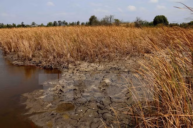 Grave sequía y salinización afecta seriamente a Delta del Mekong ảnh 1