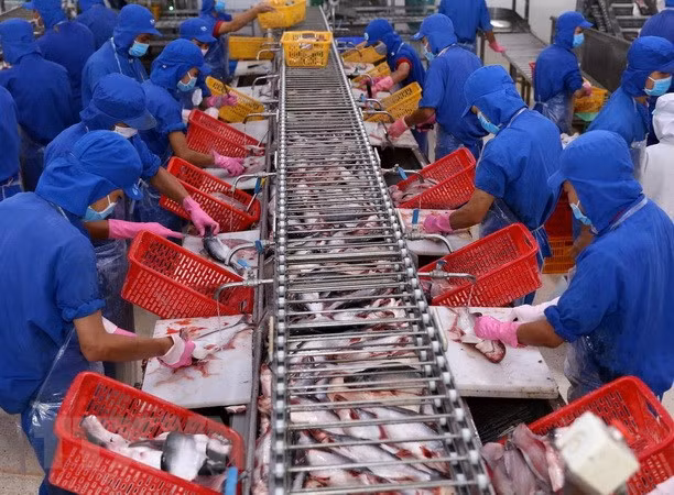 China entre los principales importadores de mariscos vietnamitas ảnh 1