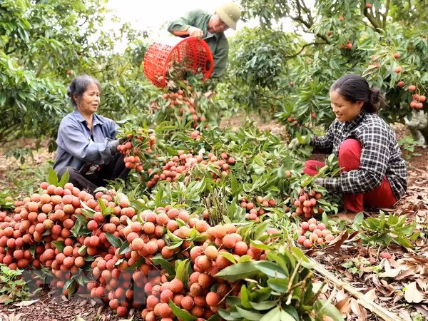 Provincia vietnamita de Bac Giang exporta la mitad de su producción de lichi ảnh 1