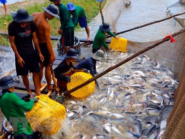 Medio Oriente, mercado potencial de productos acuáticos vietnamitas ảnh 1