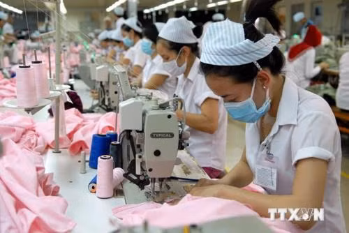 Casi 83 por ciento de empresas vietnamitas registran crecimiento estable en segundo trimestre ảnh 1