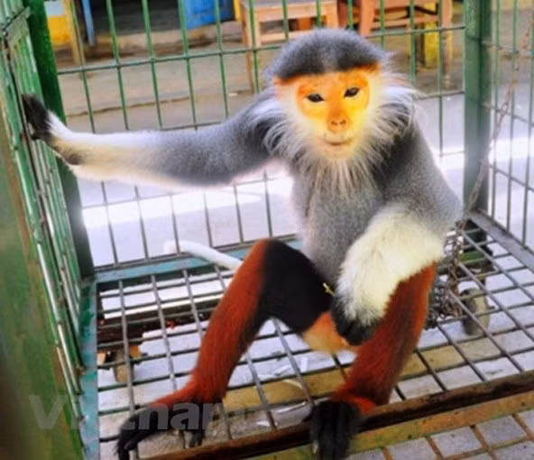Vietnam se esfuerza para proteger a primate endémico ảnh 1