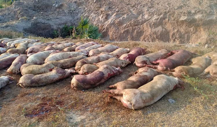 Camboya sacrifica más de un centenar de cerdos vivos con peste porcina africana ảnh 1 Camboya sacrifica más de un centenar de cerdos vivos con peste porcina africana ảnh 1