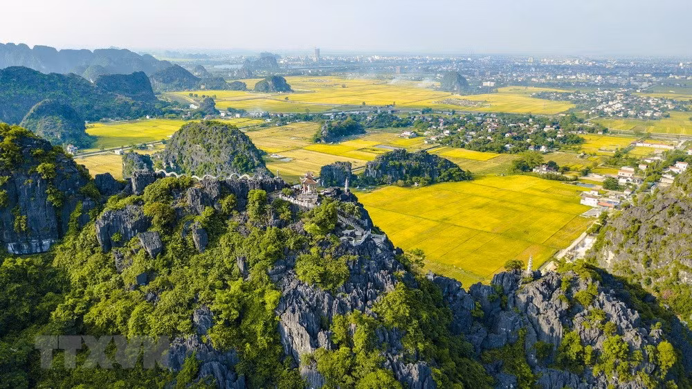 [Foto] Belleza de la temporada de cosecha de arroz en Ninh Binh ảnh 5