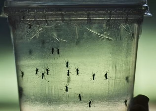 Confirma Malasia primer caso infectado por Zika ảnh 1