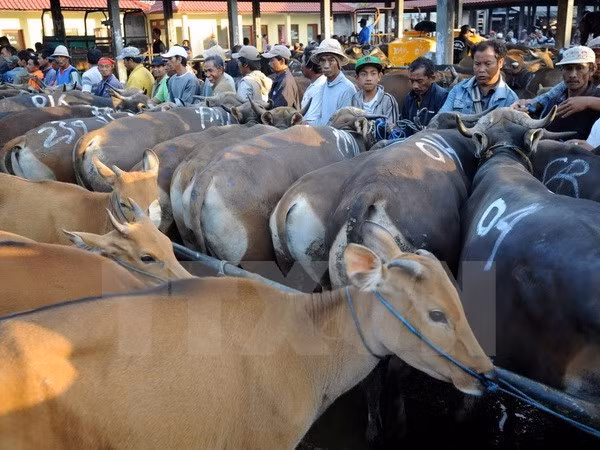 Vietnam, segundo mayor mercado de ganado vivo de Australia ảnh 1