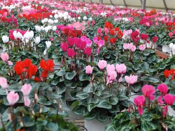 Da Lat será centro de turismo y agricultura de alto nivel ảnh 1