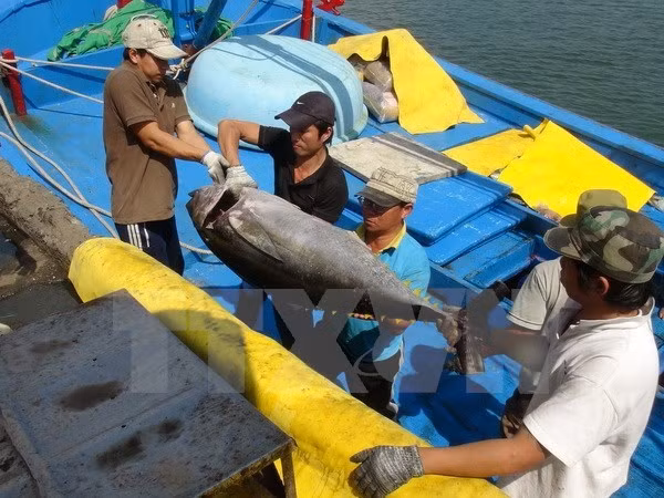 Firma nipona interesada en industria de atún oceánico vietnamita ảnh 1