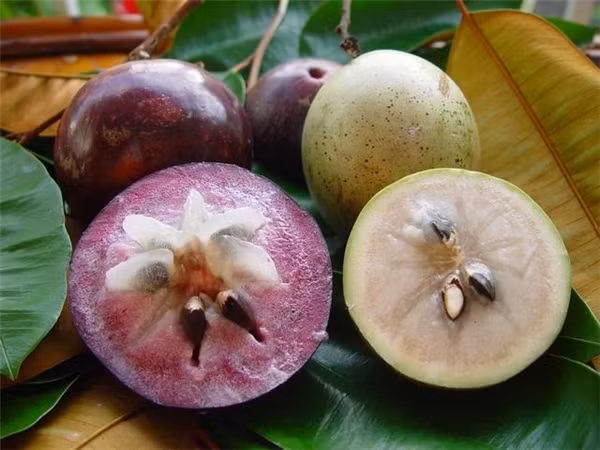 Vietnam planea establecer zonas de cultivo de caimito para exportación a EE.UU. ảnh 1