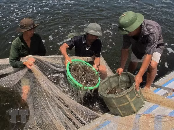  Premier de Vietnam exhorta a impulsar industria del camarón en Bac Lieu ảnh 1