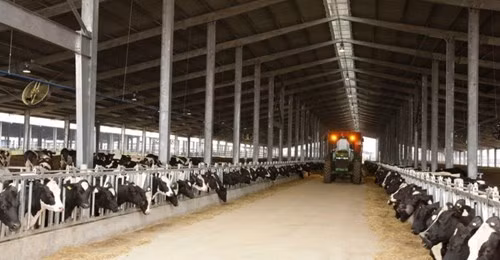 Granjas de TH True Milk en Rusia reciben primer rebaño de vacas estadounidenses ảnh 1