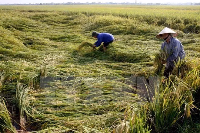 Recaudan 480 mil dólares a favor de agricultores con motivo del Tet ảnh 1 Recaudan 480 mil dólares a favor de agricultores con motivo del Tet ảnh 1